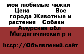 мои любимые чижки › Цена ­ 15 000 - Все города Животные и растения » Собаки   . Амурская обл.,Магдагачинский р-н